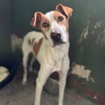 Podenco-Mischling Rocky, 08/2021, ca. 55 cm