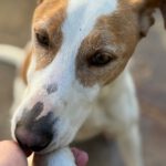 Podenco-Mischling Rocky, 08/2021, ca. 55 cm