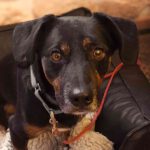 Mischling Rott, 10/2018, ca. 43 cm, 86459 Gessertshausen