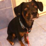 Mischling Rott, 10/2018, ca. 43 cm, 86459 Gessertshausen