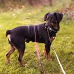 Mischling Rott, 10/2018, ca. 43 cm, 86459 Gessertshausen