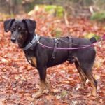 Mischling Rott, 10/2018, ca. 43 cm, 86459 Gessertshausen