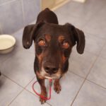 Mischling Rott, 10/2018, ca. 43 cm, 86459 Gessertshausen