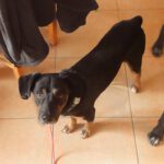 Mischling Rott, 10/2018, ca. 43 cm, 86459 Gessertshausen