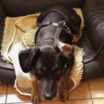 Mischling Rott, 10/2018, ca. 43 cm, 86459 Gessertshausen