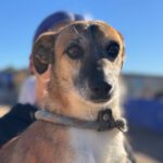 Mischling Rufo,01/2023 ca. 45 cm