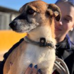 Mischling Rufo,01/2023 ca. 45 cm