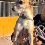 Mischling Rufo,01/2023 ca. 45 cm