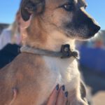 Mischling Rufo,01/2023 ca. 45 cm