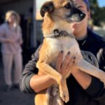 Mischling Rufo,01/2023 ca. 45 cm