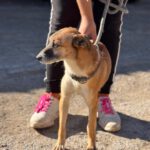 Mischling Rufo,01/2023 ca. 45 cm