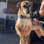 Mischling Rufo,01/2023 ca. 45 cm