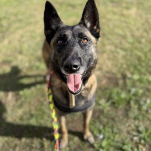 Malinois Sabina, 05/2022, ca. 65 cm