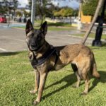 Malinois Sabina, 05/2022, ca. 65 cm