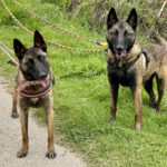 Malinois Sabina, 05/2022, ca. 65 cm