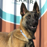 Malinois Sabina, 05/2022, ca. 65 cm