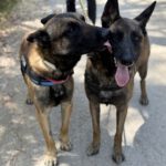 Malinois Sabina, 05/2022, ca. 65 cm