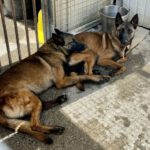 Malinois Sabina, 05/2022, ca. 65 cm