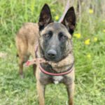 Malinois Sabina, 05/2022, ca. 65 cm