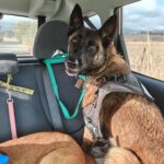 Malinois Sabina, 05/2022, ca. 65 cm