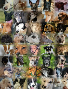 SALVA Motto im Dezember: "Glücksnasen"