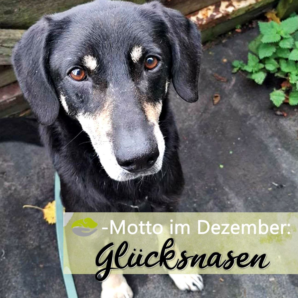 SALVA Motto im Dezember: "Glücksnasen"