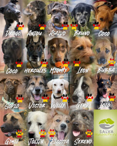 SALVA Motto im November: Special Effects - Collage