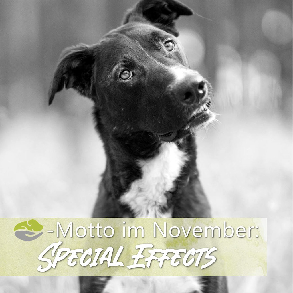 SALVA Motto im November: Special Effects