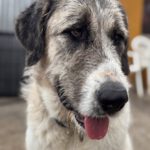 Mastin Sandokan, 05/2024, ca. 65 cm