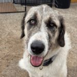 Mastin Sandokan, 05/2024, ca. 65 cm