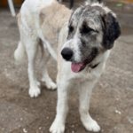 Mastin Sandokan, 05/2024, ca. 65 cm