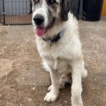 Mastin Sandokan, 05/2024, ca. 65 cm