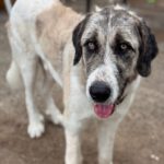 Mastin Sandokan, 05/2024, ca. 65 cm