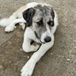 Mastin Sandokan, 05/2024, ca. 65 cm