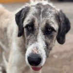 Mastin Sandokan, 05/2024, ca. 65 cm