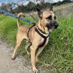 Mischling Scobby, 08/2022, ca. 65 cm