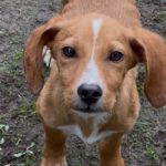 Mischling Scout, 07/2025, Endgröße ca. 35- 40 cm