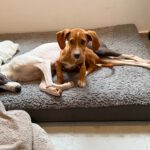 Mischling Scout, 07/2025, Endgröße ca. 35- 40 cm