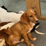 Mischling Scout, 07/2025, Endgröße ca. 35- 40 cm