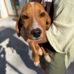 Mischling Scout, 07/2025, Endgröße ca. 35- 40 cm