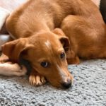 Mischling Scout, 07/2025, Endgröße ca. 35- 40 cm