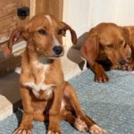 Mischling Scout, 07/2025, Endgröße ca. 35- 40 cm