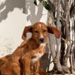 Mischling Scout, 07/2025, Endgröße ca. 35- 40 cm