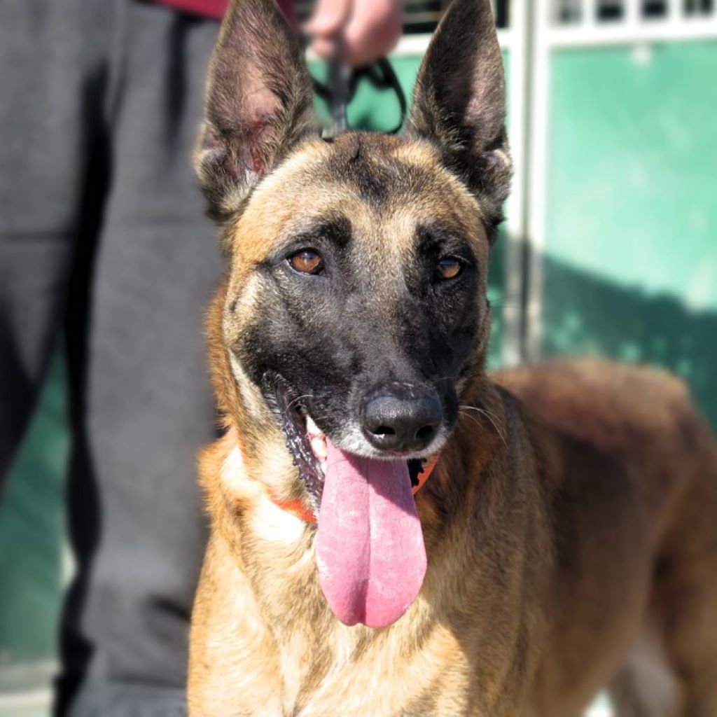 Malinois (Mischling) Sea, 12/2018, ca. 65 cm