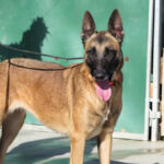 Malinois (Mischling) Sea, 12/2018, ca. 65 cm