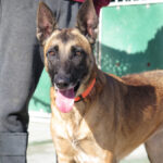 Malinois (Mischling) Sea, 12/2018, ca. 65 cm