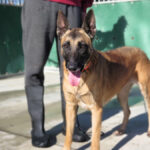 Malinois (Mischling) Sea, 12/2018, ca. 65 cm