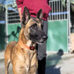 Malinois (Mischling) Sea, 12/2018, ca. 65 cm