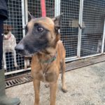 Malinois (Mischling) Sea, 12/2018, ca. 65 cm