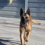 Malinois (Mischling) Sea, 12/2018, ca. 65 cm